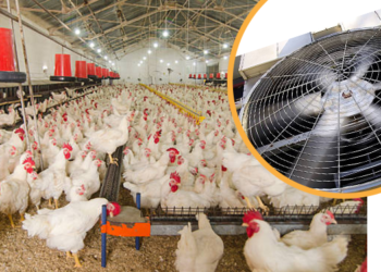 Sistem ventilasi kandang close house